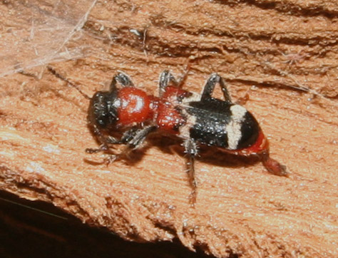 Thanasimus formicarius
